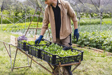 Organic farmer with harvested lamb's lettuce in boxes - MRAF00536