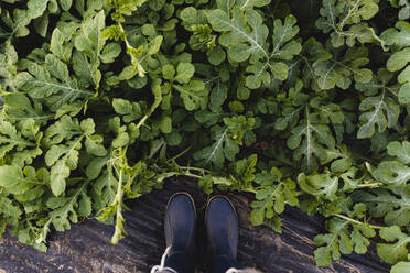 Rubber boots at watermelon leaves, from above - MRAF00539