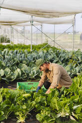 Farmer harvesting fresh vegetables from the organic field - MRAF00540