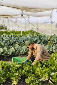 Landwirt bei der Ernte von frischem Gemüse auf dem Bio-Feld - MRAF00540