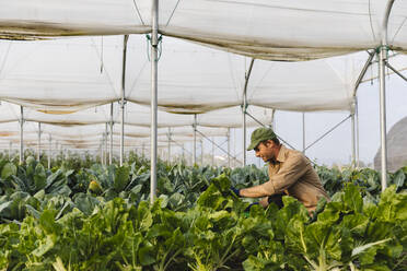 Farmer harvesting fresh vegetables from the organic field - MRAF00541