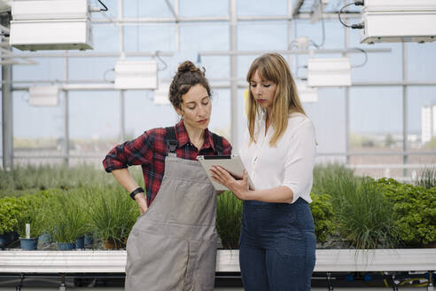 Gardener and businesswoman using tablet in greenhouse of a gardening shop - JOSEF00673