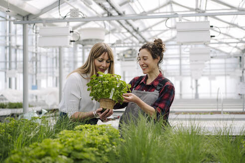Gardener and businesswoman with parsley plant in greenhouse of a gardening shop - JOSEF00676