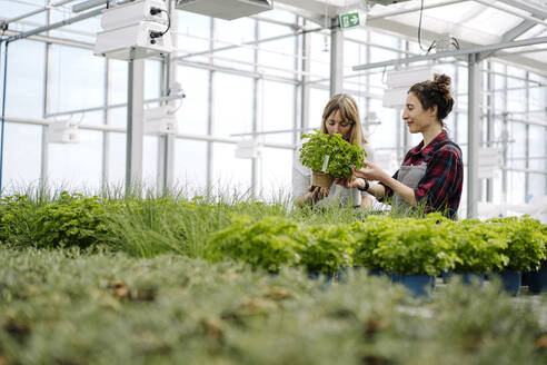 Gardener and businesswoman with parsley plant in greenhouse of a gardening shop - JOSEF00677