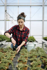 Frau arbeitet mit Handkelle an Rosmarinpflanzen im Gewächshaus einer Gärtnerei - JOSEF00685