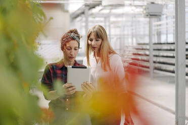 Gardener and businesswoman using tablet in greenhouse of a gardening shop - JOSEF00690