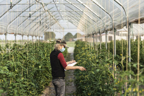 Bäuerin mit Mundschutz bei der Kontrolle des Wachstums von Bio-Tomaten in einem Gewächshaus - MCVF00368