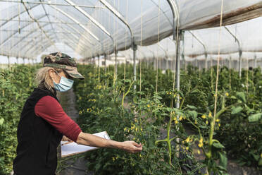 Female farm worker with surgical mask checking the growth of organic tomatoes in a greenhouse - MCVF00369