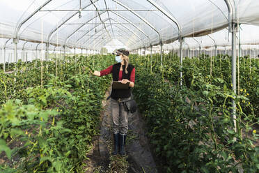 Bäuerin mit Mundschutz bei der Kontrolle des Wachstums von Bio-Tomaten in einem Gewächshaus - MCVF00371