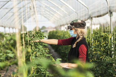 Female farm worker with surgical mask checking the growth of organic tomatoes in a greenhouse - MCVF00373