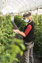 Bäuerin mit Mundschutz bei der Kontrolle des Wachstums von Bio-Tomaten in einem Gewächshaus - MCVF00374