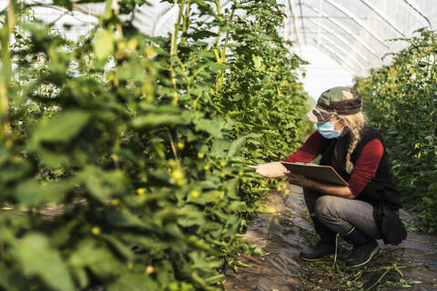 Bäuerin mit Mundschutz bei der Kontrolle des Wachstums von Bio-Tomaten in einem Gewächshaus, lizenzfreies Stockfoto