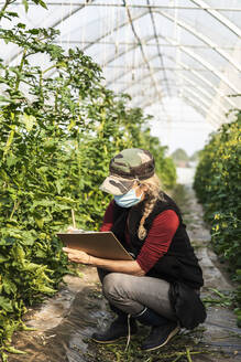 Bäuerin mit Mundschutz bei der Kontrolle des Wachstums von Bio-Tomaten in einem Gewächshaus - MCVF00377