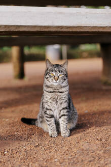 Porträt einer getigerten Katze im Freien - AFVF06301