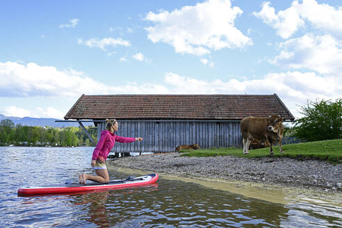 Frau auf Stand Up Paddle Board auf dem Staffelsee mit Kuh am Seeufer, Bayern, Deutschland - ECPF00918