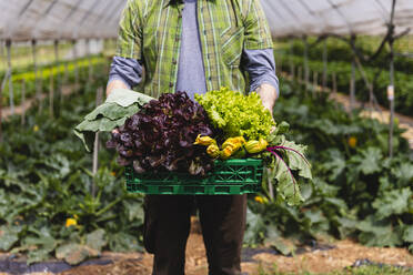 Mann hält Korb mit frisch geerntetem Bio-Gemüse - MRAF00544