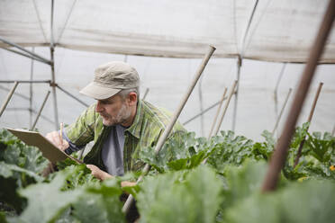 Farmer checking courgette plants, organic farming - MRAF00547