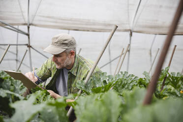Landwirt bei der Kontrolle von Zucchinipflanzen, ökologischer Landbau - MRAF00547