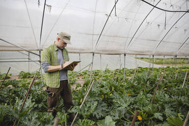 Farmer checking courgette plants, organic farming - MRAF00548