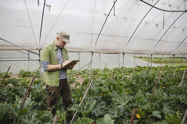 Landwirt bei der Kontrolle von Zucchinipflanzen, ökologischer Landbau - MRAF00548