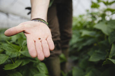 Farmer holding a ladybug in his hand, useful in organic farming - MRAF00551