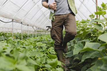 Farmer walking among the vegetables grown in the greenhouse, organic agriculture - MRAF00552