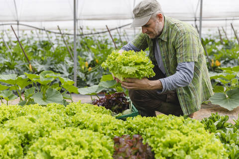 Farmer collecting a box of salad, organic agriculture stock photo