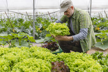 Farmer collecting a box of salad, organic agriculture - MRAF00553