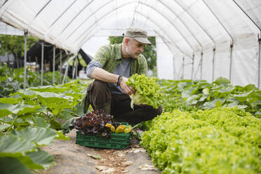 Bauer sammelt eine Kiste Salat, biologische Landwirtschaft - MRAF00554