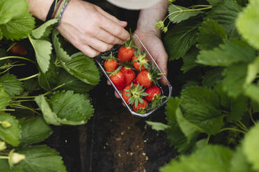 Männliche Hand hält Plastikschale mit frisch gepflückten Erdbeeren, ökologischer Landbau - MRAF00556