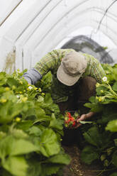 Männliche Hand hält Plastikschale mit frisch gepflückten Erdbeeren, ökologischer Landbau - MRAF00557