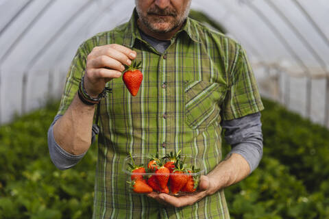 Farmer showing freshly picked strawberries, organic agriculture stock photo