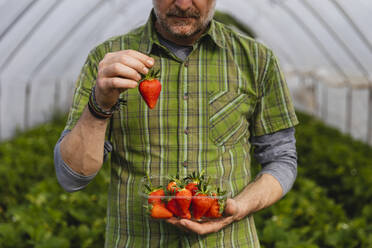 Landwirt zeigt frisch gepflückte Erdbeeren, ökologische Landwirtschaft - MRAF00558