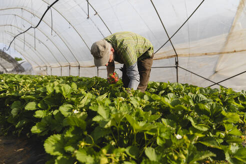 Organic strawberry cultivation - MRAF00559