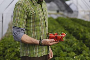 Landwirt mit frisch gepflückten Erdbeeren, ökologischer Landbau - MRAF00560