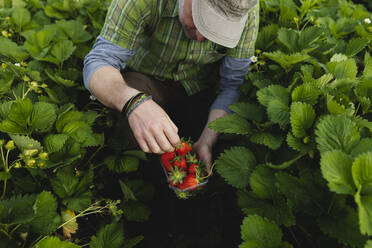 Bauer pflückt Erdbeeren, ökologischer Landbau - MRAF00561