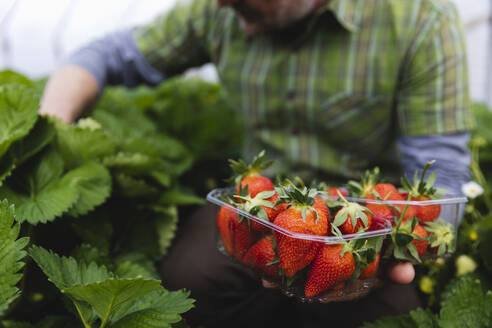 Freshly picking strawberries holding plastic bowls - MRAF00566