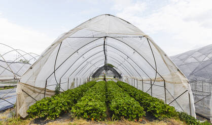 Ökologischer Gewächshausanbau von Erdbeeren, Verona, Italien - MRAF00567