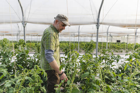 Landwirt im Gewächshaus mit biologischem Anbau von Tomaten, lizenzfreies Stockfoto