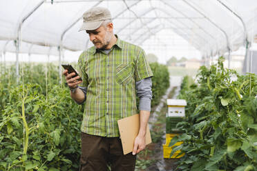 Organic farmer using smartphone in greenhouse with organic tomato cultivation - MRAF00572