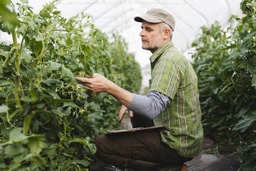 Landwirt kontrolliert Tomatenpflanzen im Gewächshaus, ökologischer Landbau - MRAF00573