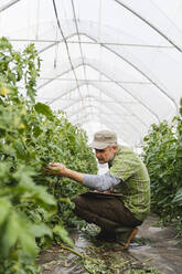 Landwirt kontrolliert Tomatenpflanzen im Gewächshaus, ökologischer Landbau - MRAF00574