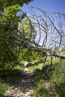 Italien, Provinz Verona, Umgestürzter Baum über schmalem Fußweg in den italienischen Alpen - GIOF08188