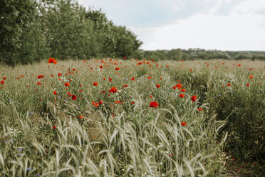 Field with poppies and wheat - VBF00056