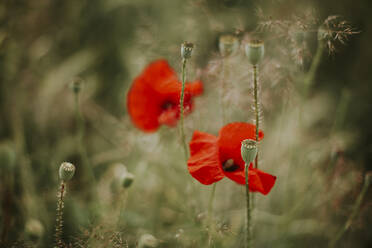 Mohn und Mohnkapseln - VBF00059