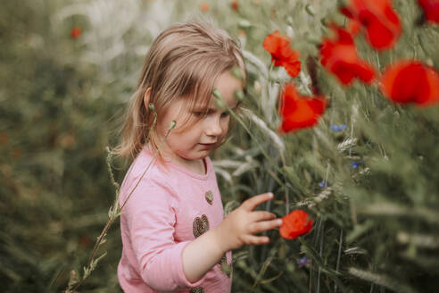 Porträt eines kleinen Mädchens, das Mohnblumen auf einem Feld bewundert - VBF00060