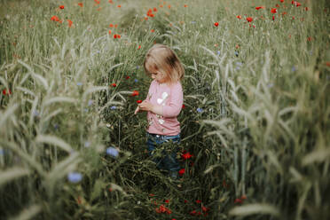 Little girl standing on a field with poppies and wheat - VBF00062