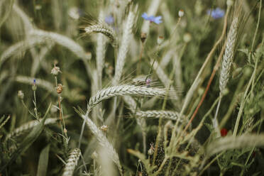 Wheat and field flowers - VBF00063