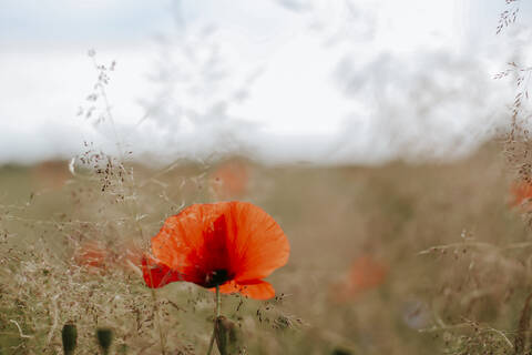 Poppy on a field stock photo