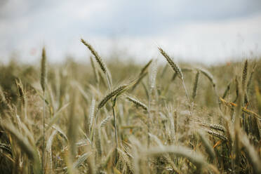 Wheat field - VBF00066